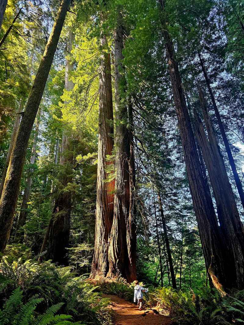 Big Tree Wayside
