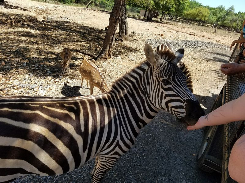 The Exotic Resort Zoo