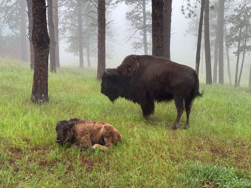 Wolves, Elk, And Bison Keep The Drive Full Of Surprises