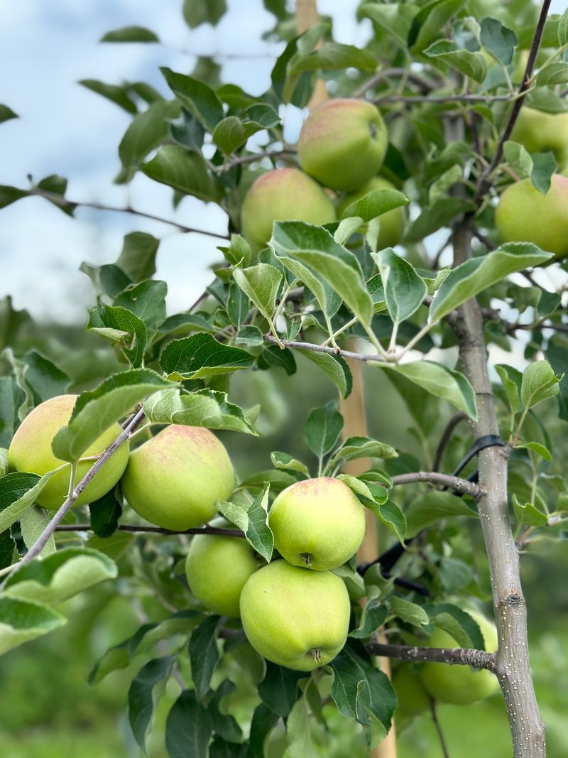 Apple Picking Comes With A Wagon Ride On Fall Weekends