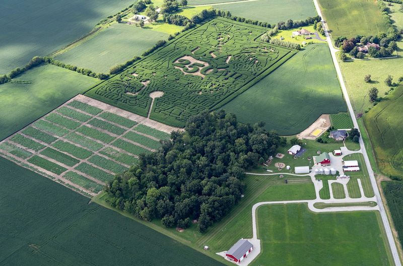 The Corn Maze Spreads Across Twenty-Two Acres