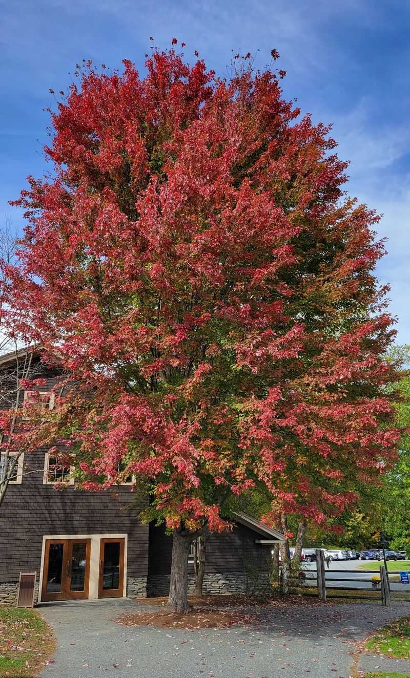 Timing Your Trip For Peak Leaf Season