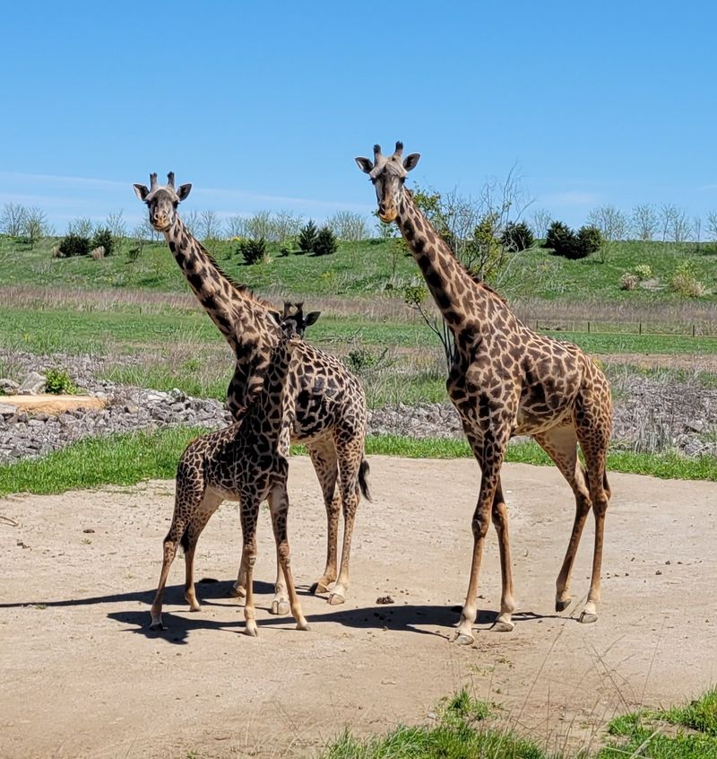 Heart Of Africa Spreads Across 43 Acres
