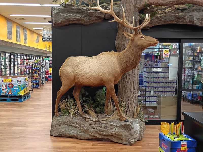 Groceries Come With A Side Of South Dakota Wildlife