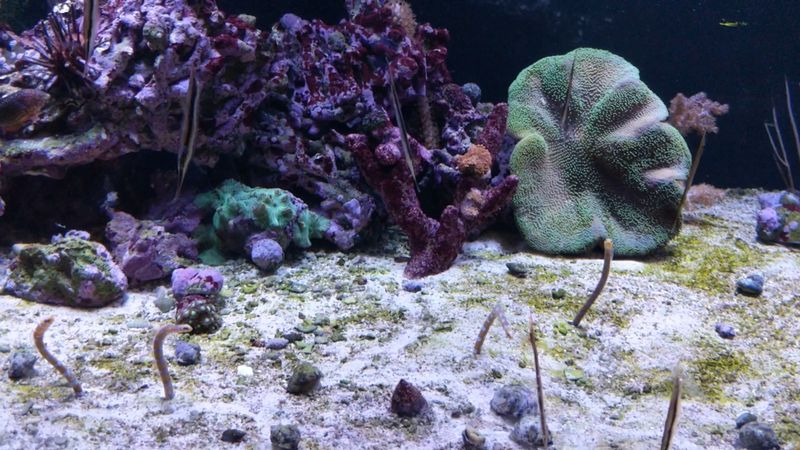 Tiny Fish Give The Weirdest Manicure In Town
