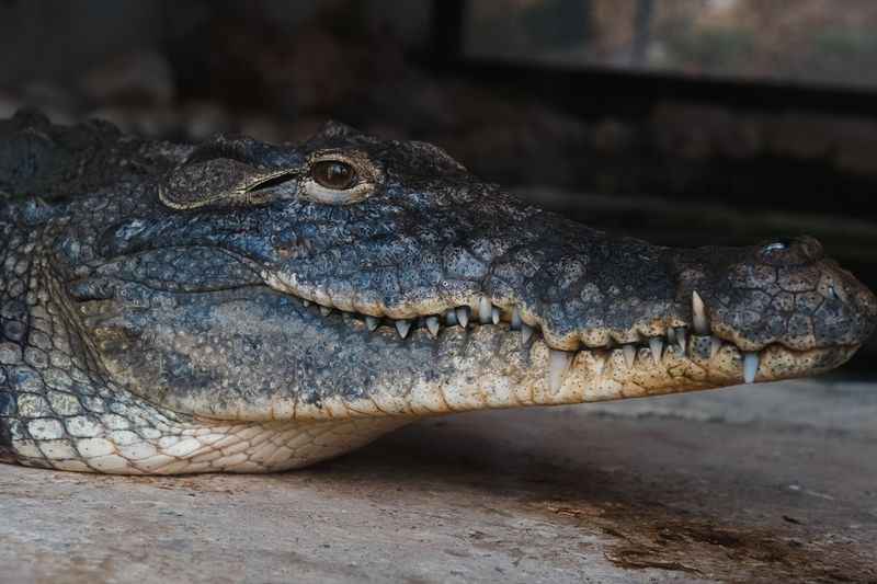 Meet The Alligators On Their Terms
