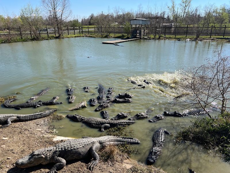 Greenwood Gator Farm Pumpkin Patch With A Twist