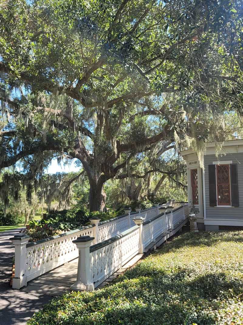 Those Giant Oaks Were Old Before America Was Born