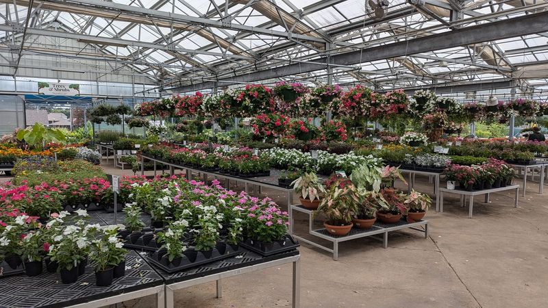A Family Business Has Been Growing Here Since The Early Eighties