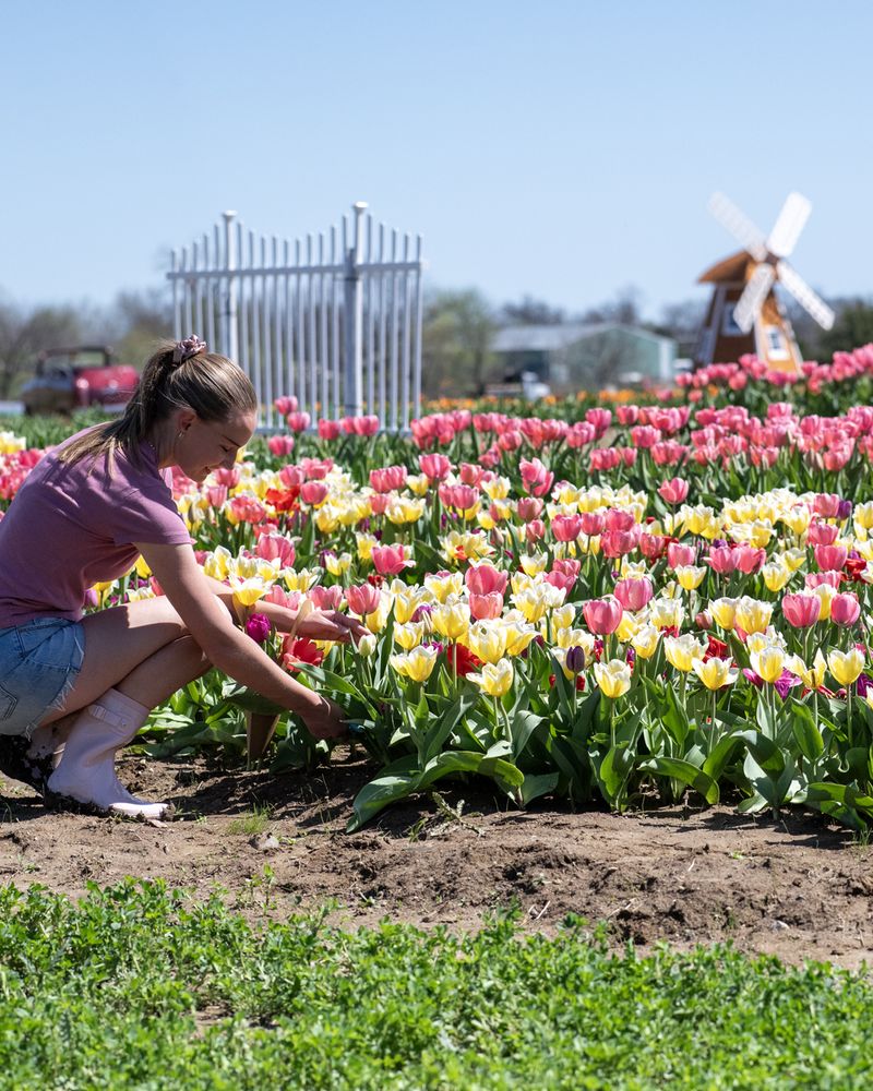Spring Strawberries And Tulips