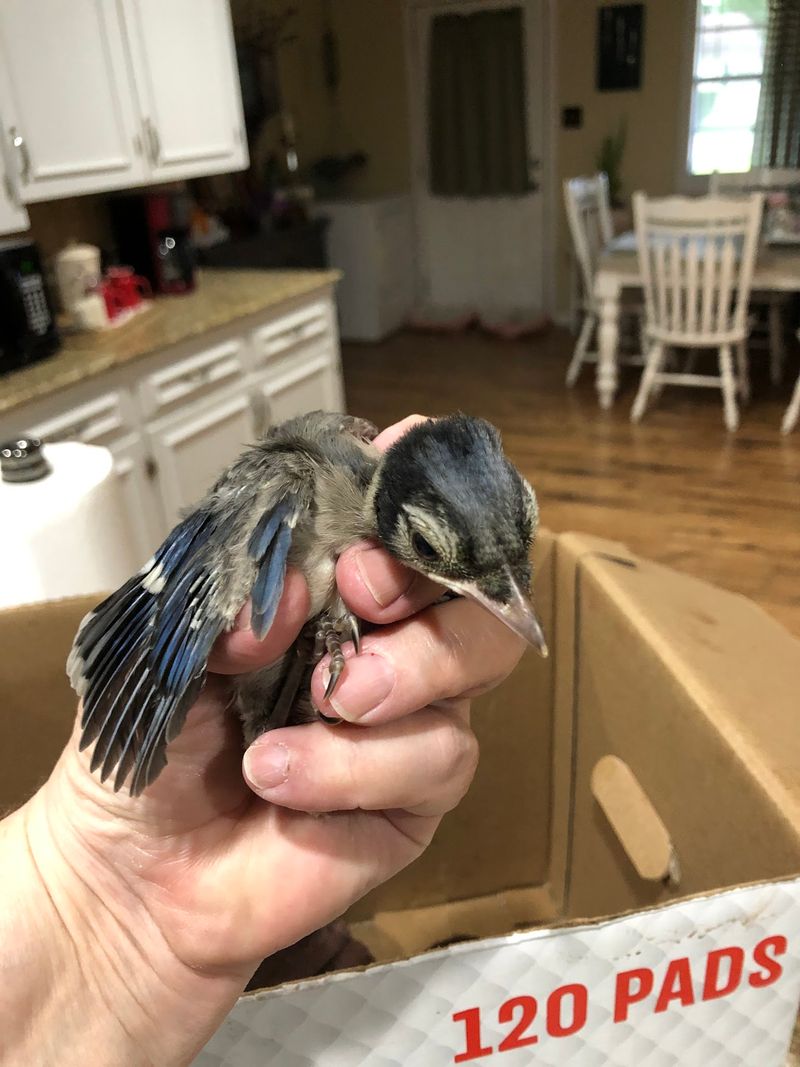 Ask About Pelicans And Owls Before Handling