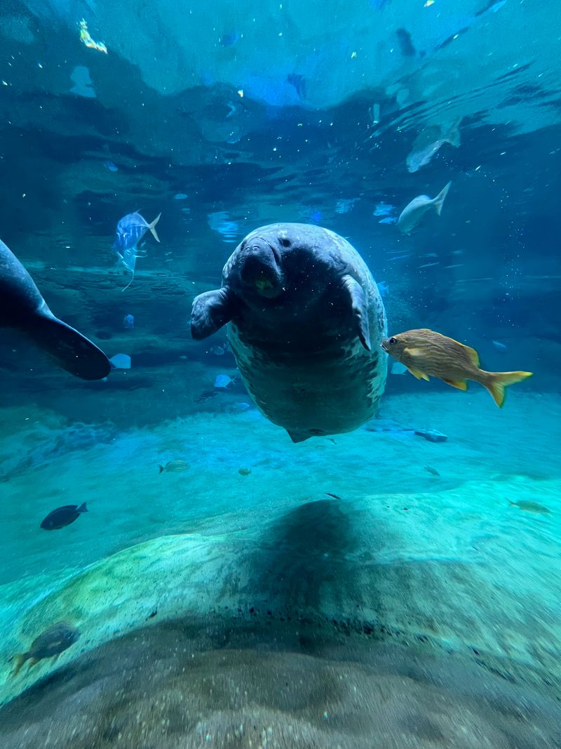 Shores And Aquarium Adds Manatees, Penguins And Marine Life