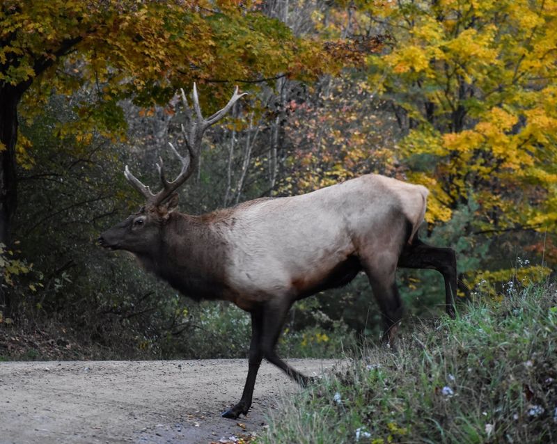 Prime Spots For Spotting Elk Around Winslow Hill