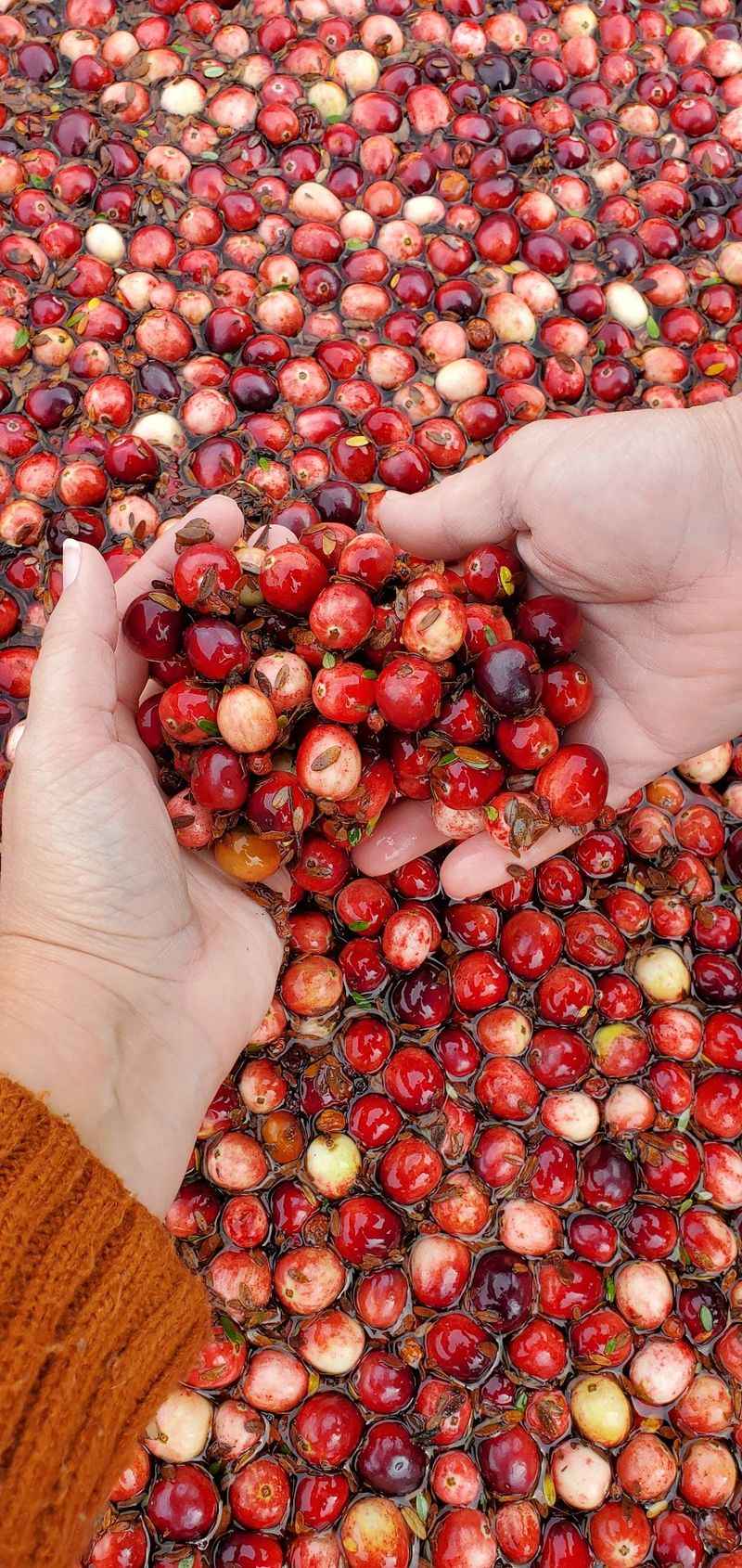 Fresh Berries Get The Gentle, Hand-Picked Treatment