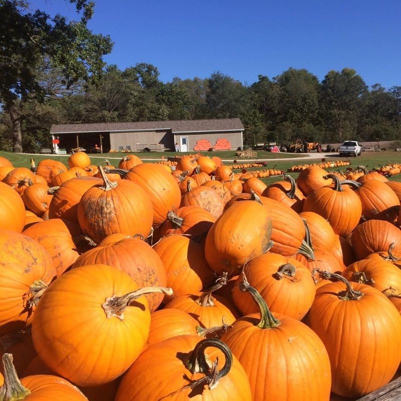 Sherman's Pumpkin Farm & Corn Maze, Manchester