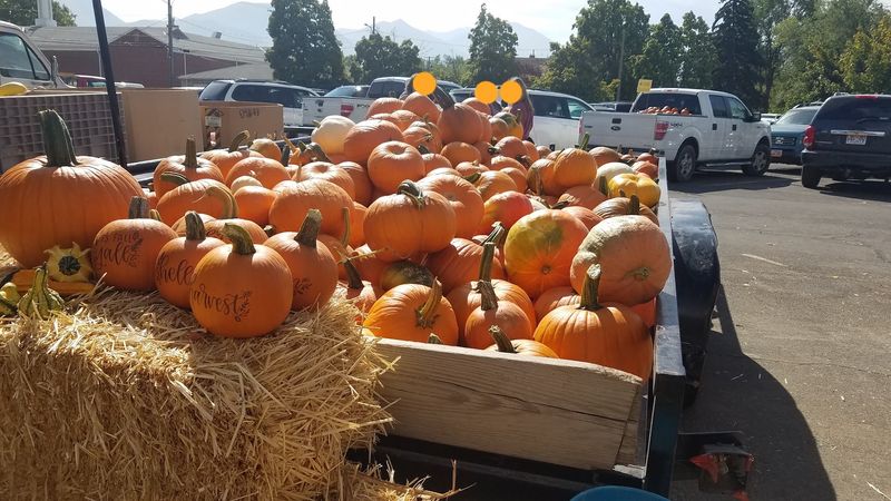 Pyne Farms at Spanish Fork Farmers Market, Spanish Fork