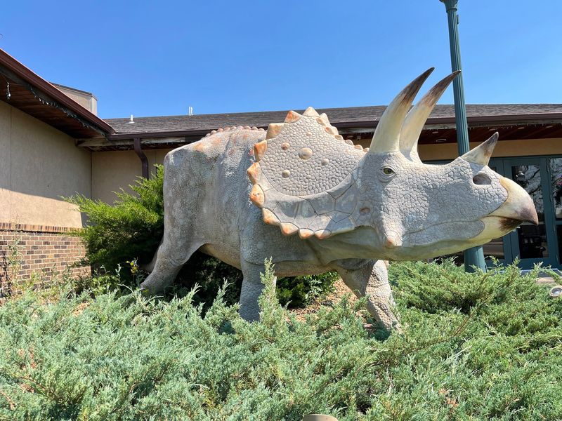 Say Hello To A Triceratops Named Bill