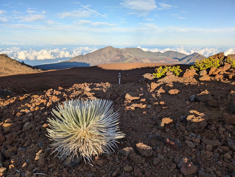 Rare Hawaiian Silversword Plants Survive In The Harsh Mountain Environment