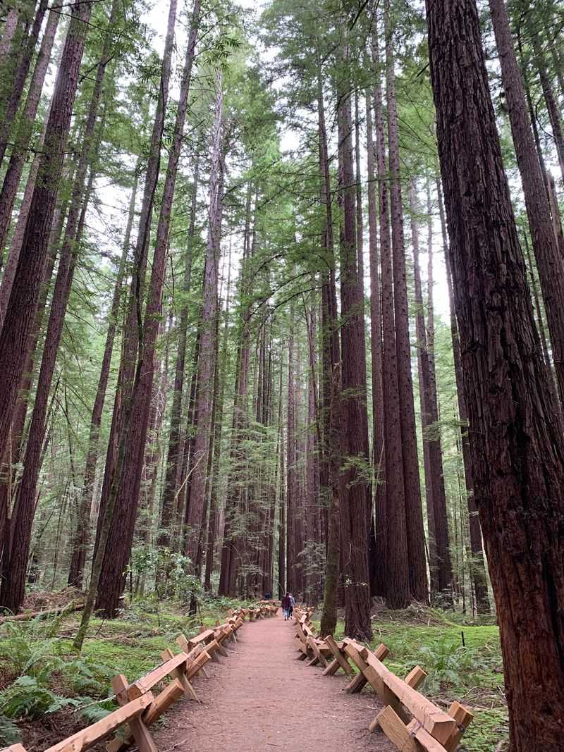 Armstrong Redwoods State Natural Reserve