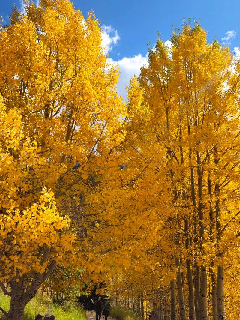 Footpaths Through The Aspens And Toward Crater Lake
