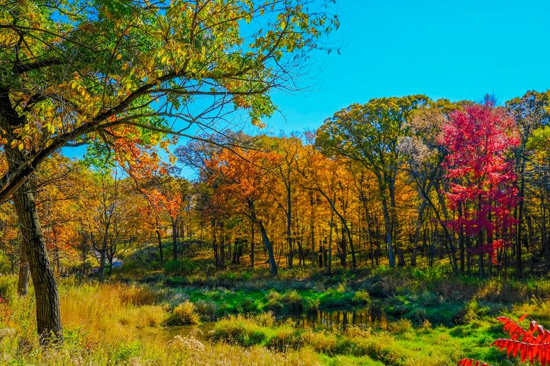 Golden Grass Gets Its Moment On The Prairie