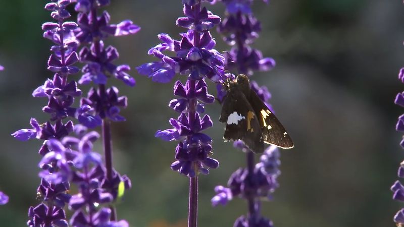 Butterflies And Rock Gardens Make Waiting Way Too Easy