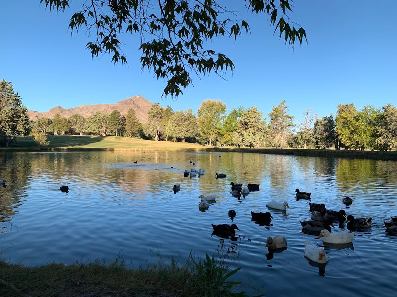 Green Lawns And A Duck Pond In The Desert? Yes, Really