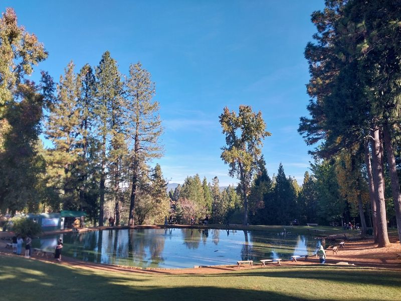 Century-Old Apple Trees and Towering Pines