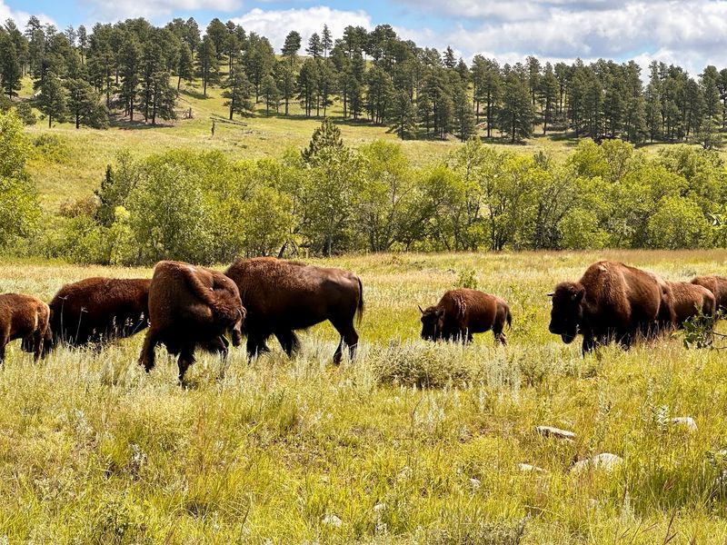 The Herd Began With Just 36 Bison In 1914