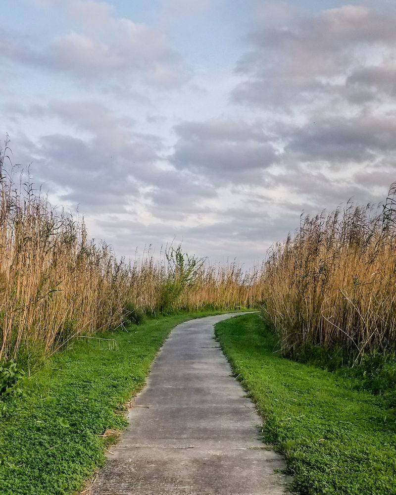 Wetland Walkway Trail