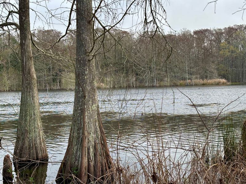 Bird Watchers, Bring Those Binoculars