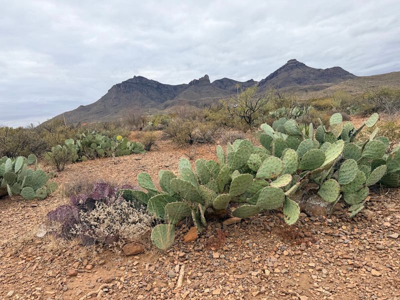 A Winding International Border Through Texas’ Wild Desert Landscape