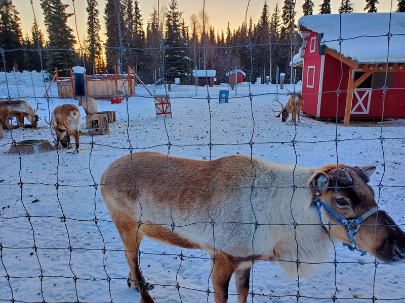 Real Reindeer Might Steal Your Whole Afternoon