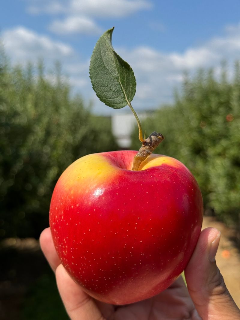 Barton Orchards
