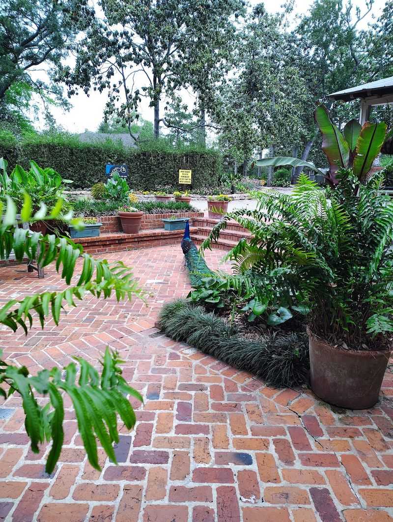 Peacocks Roam Like They Own The Place, Because They Kind Of Do