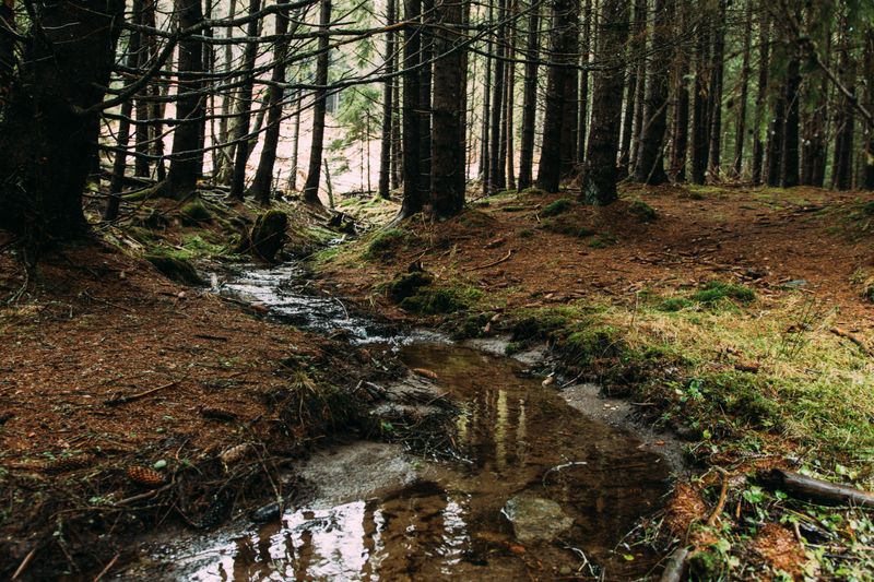 Two Hundred Acres Of Woods Are Waiting Next Door