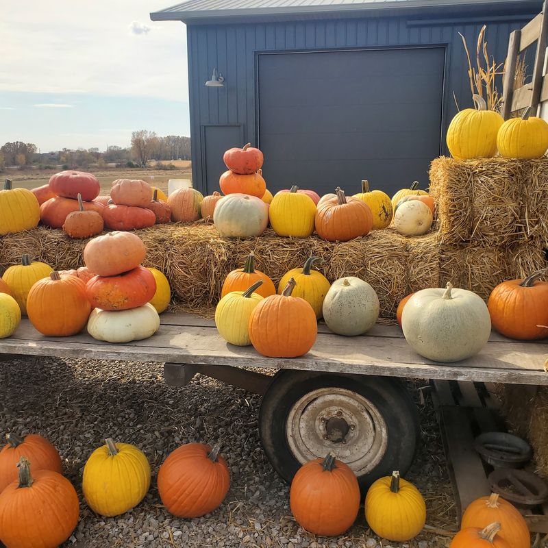 Plain Ol' Pumpkins, Clear Lake