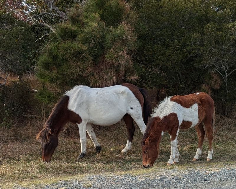 Every Horse Can Be Identified By Its Individual Markings