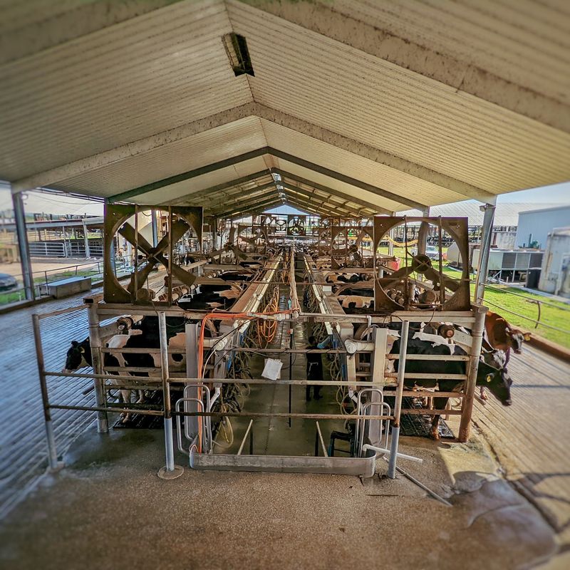 Inside the Milking Parlor and Processing Plant