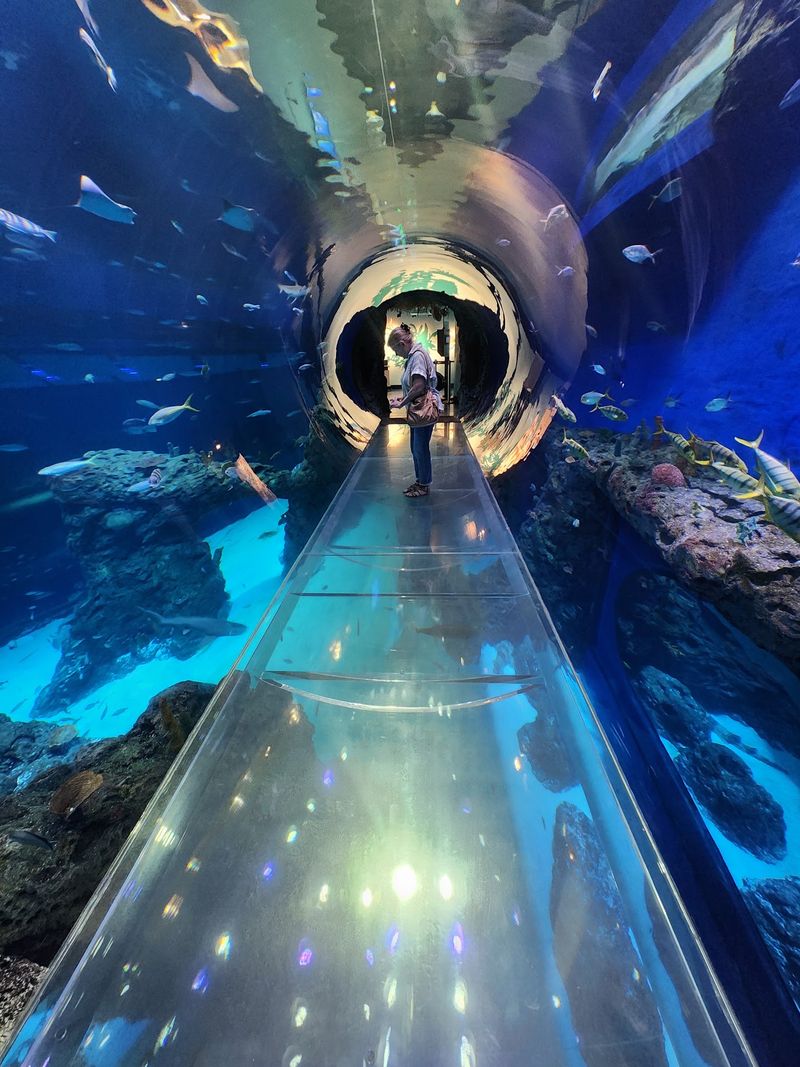 The 360-Degree Tunnel Brings Visitors Into The Middle Of The Action