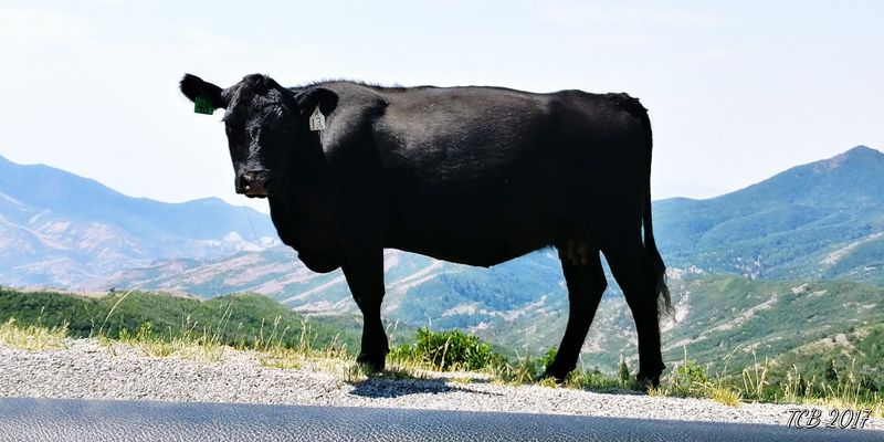 Watch For Cows, Deer, And The Occasional Turkey Strut