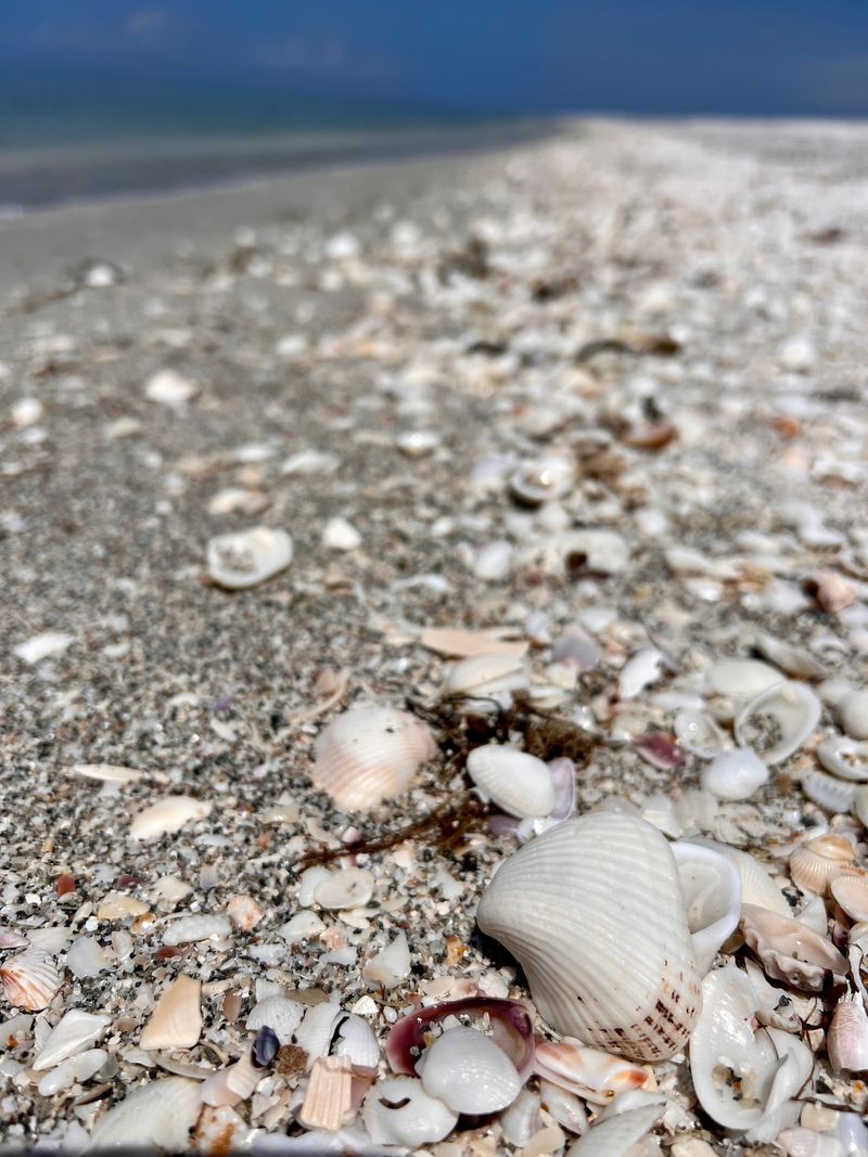 Your Shell Wish List Can Get Ambitious Here