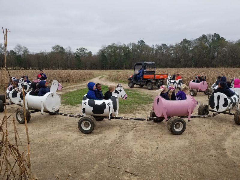 CM Farms | Louisiana Pumpkin & Strawberry Fest, Dry Creek, LA