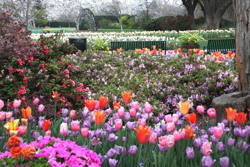 The Dallas Arboretum and Botanical Garden