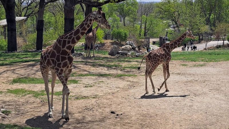 Gorillas, Giraffes, And A Whole Lot Of Wow Outside