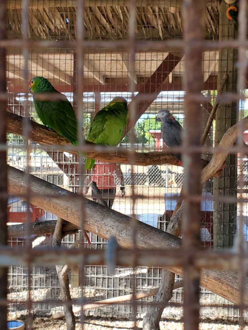 Goats, Emus, And Parrots Run The Backyard