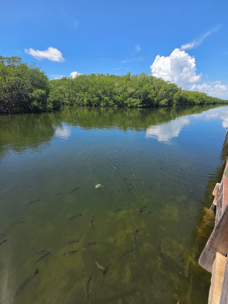 Canal Views and Curious Manatees