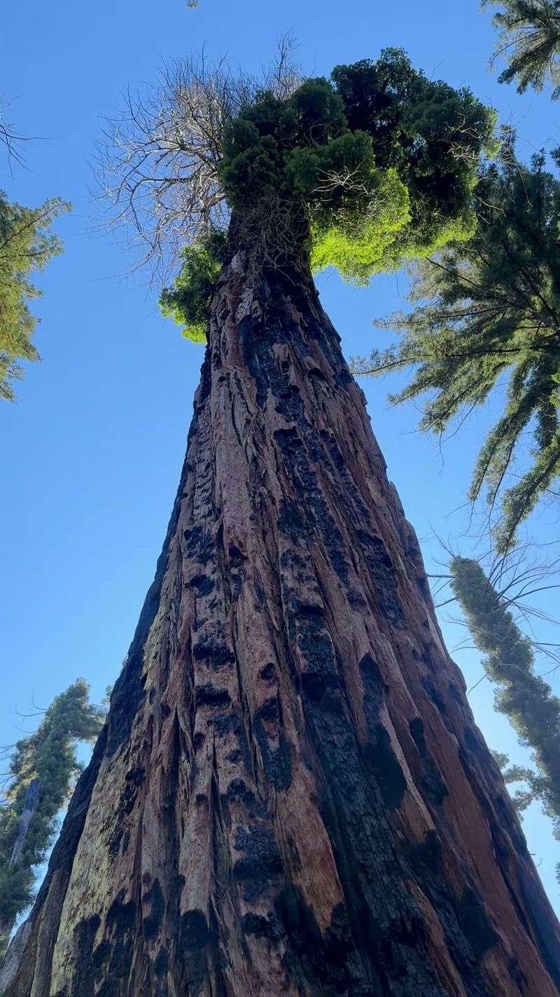 Redwood Grove Loop At Big Basin Redwoods State Park