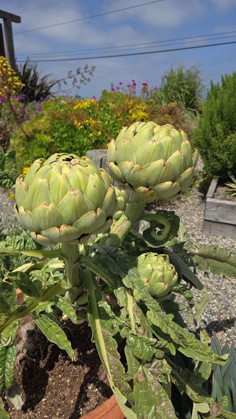 Why Fog Makes Castroville Perfect for Artichokes
