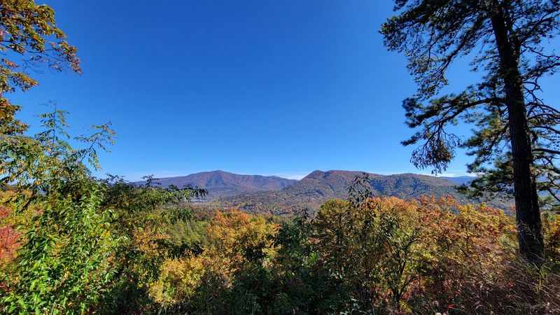 More Than One Hundred Tree Species Shape The Color